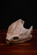Alligator Snapping Turtle Skull -Replica - High Quality Piece - FREE world wide