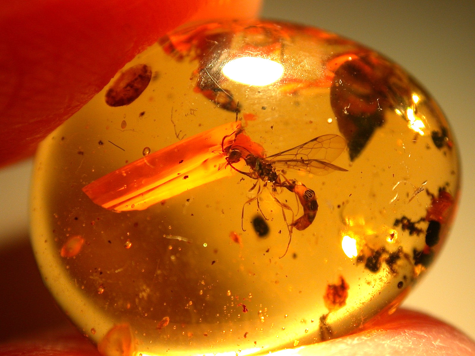 Cretaceous Wasp with Odd Looking Jaws in Burmese Amber Fossil from Dinosaur Age