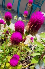 Globe Amaranth Gomphrena Globosa, Stunning Purple or white flowers 100 seeds