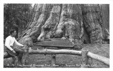 1950’s General Sherman Tree • Sequoia Natl. Park, California - RPPC Postcard