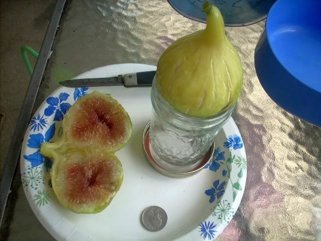 Fig tree cuttings , Atreano ,Large yellow, delicious Two crops, 6 pcs set, $30 !