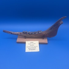 Fossil Caribou Jaw-Side Full Teeth Alaska
