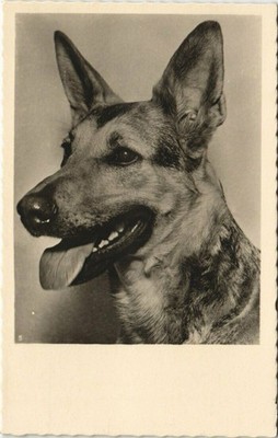 CPA German Shepherd DOGS (728240)