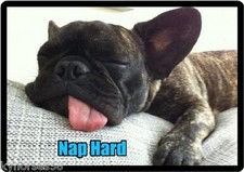 Funny Dog Humor French Bulldog Nap Hard Refrigerator Magnet