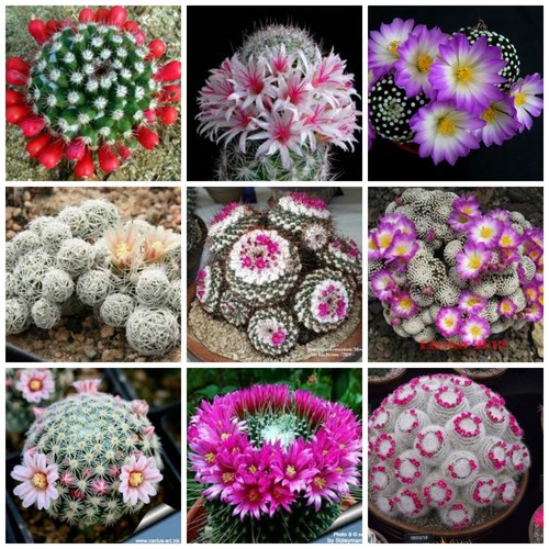 Semi Mammillaria Mix Saflax - 40 Semi Di Cactus Per Coltivazione