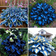 Hosta Seeds for Planting, 290 Pcs Perennial Rare Hosta Flower Seeds, Non-Gmo Hei