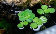 30+ Small Dwarf Water Lettuce Aquarium/Pond plant 100+ Leaves-Tracked Shipping!