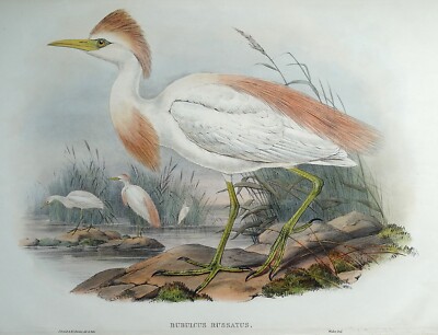 Antiker Vogeldruck BUBULCUS RUSSATUS Buff-Backed Reiher Original JOHN GOULD um 1870