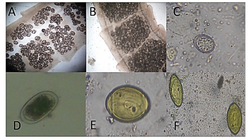 Pigeon Bird Trichomonas, Coccidia, diarrhea, weight loss Infection