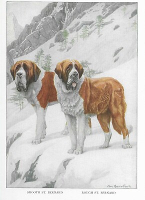 Saint Bernard - CUSTOM MATTED - 1927 Color Dog Art Print 
