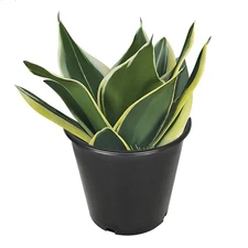 Plant Flower Pot Nursery 10Pcs Black Injection Molding Containers 2 Gallon