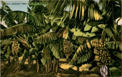 Florida, Nusa Dua, Banana trees, Fruit Postcard