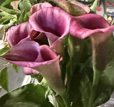 Calla Lily 1 Live 12  California Purple Spotted Flower Plant Zantedeschia Gift