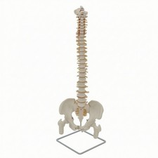 Spine Model with Pelvis Life-Size Human Spine Model Long-Lasting