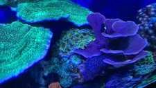 Live Coral Montipora Purple Cap Frag
