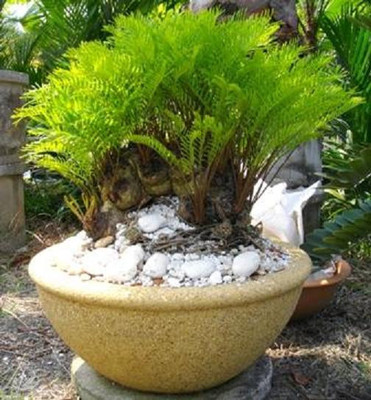 塊根植物・コーデックス Zamia floridana 277 ZAMIA FLORIDANA coontie palm florida native cycad tree palms plant