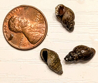 3 Black Rabbit Snails (Tylomelania Sp.)  Small 