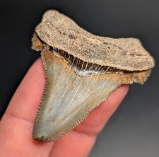 Breathtaking Rare Colorful Angustiden Shark Tooth South Carolina Gem Fossil
