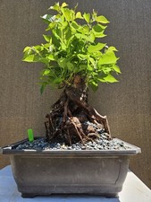 Old Japanese Cherry Blossom Bonsai Tree,,, SALE