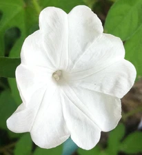 Ipomoea pes-tigridis | Tigers Foot Morning Glory | 10_Seeds