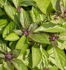 5x Thai Basil Siam Queen Plug Plants Vegetables Herb - End of May'26