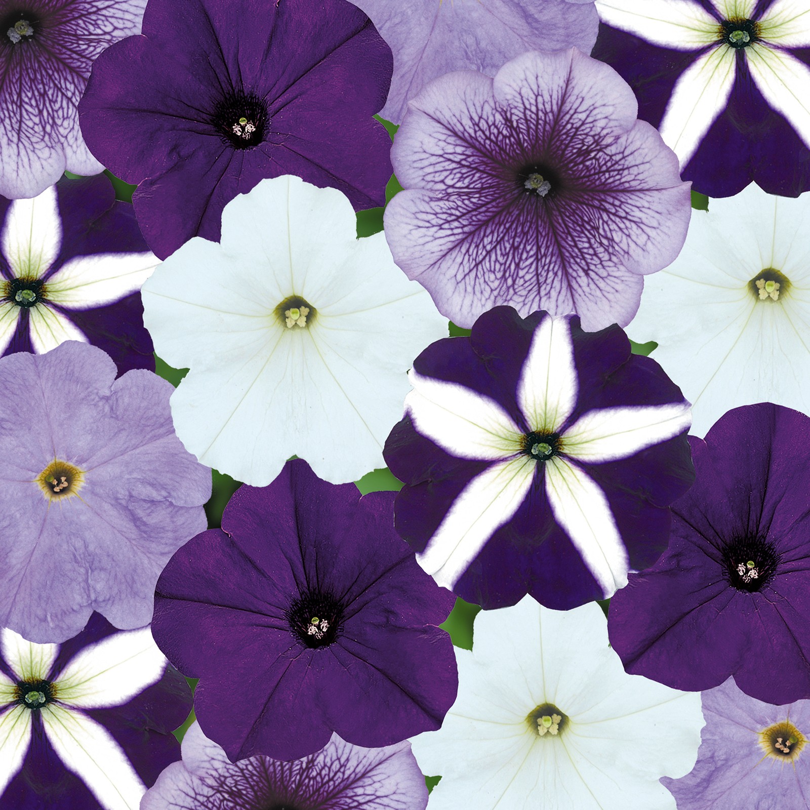 Petunia F1 Frenzy Grand Rapids Mixed | Colourful Flowering Bedding Plants 6 Pack