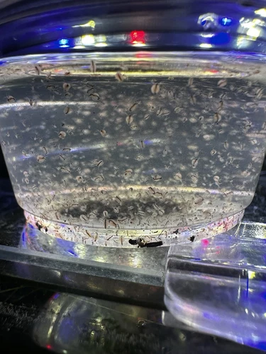 BUY 2 GET 1 FREE 200+ Moina Macrocopa, Small Daphnia, Live Fish, Axolotls Food