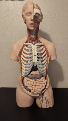 3B VINTAGE Unisex Human Torso Model w/ Open Back, 21 parts WEST GERMANY RARE