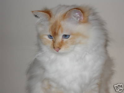 10  Katzenkarten, Heilige Birma, zum Preis von 5 Karten