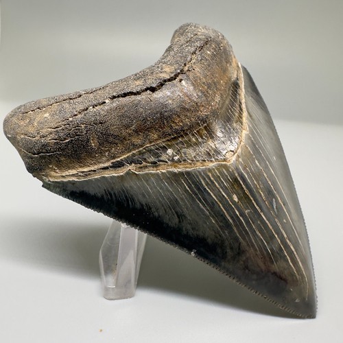 Sharply serrated BEAUTIFUL COLORS 3.09" Fossil MEGALODON Shark Tooth - USA - Picture 2 of 6