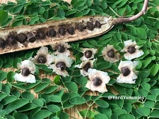 10 Moringa Tree SEEDS Moringa Oleifera Miracle Drumstick Tree Seeds 2 Plant USA