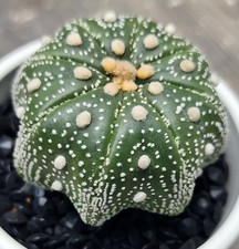 仙人掌星球cactis 、多肉植物| eBay