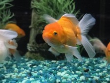 Imported From Thailand  oranda goldfish White Tropical fish Size 5  inches