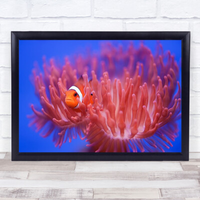 Findet Nemo Clownfisch Fisch Blijdorp Zoo Diergaarde Unterwasseranemone Kunstdruck