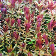 Rotala Hra | Aquarium Plants Factory®