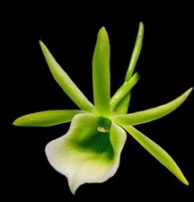 Angraecum Birrimense x Giraymae. Very rare.