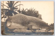 Vintage Postcard largest Fish In World Chas Thompson 1912