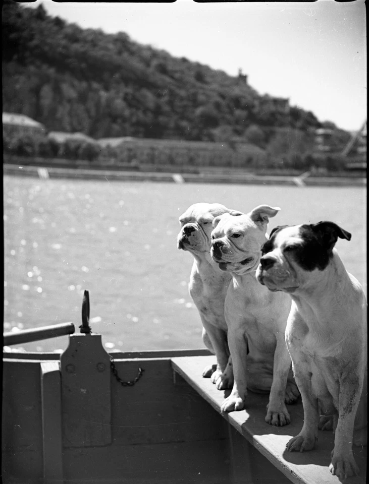 original unmarked fine art Photo negative, 1930's by SZENDRŐ István, bulldogs in - Image 2 of 3