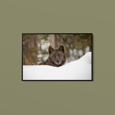 #ad The Yellowstone Collection Wolf in Snow Yellowstone National Park Art Print $179.00