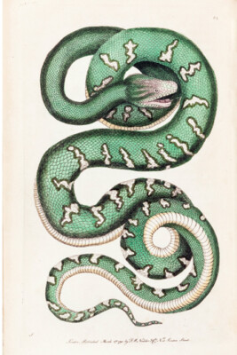 Shaw Nodder - Green Tree Python Emerald Tree Boa 13''x19'' 1790 Reproduction Snake