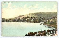 c1910 Horse Roundup Wild Horses Drinking at Lake bound for east Antique Postcard