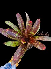 Neoregelia Touchdown Rare Groves Hybrid Tiger Striped Young Bromeliad