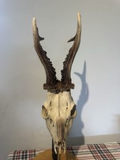 Scottish Roe Buck Skull And Antlers