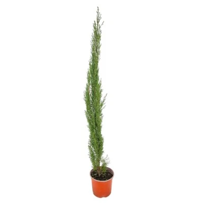 AMDGARDEN Pianta Albero di CIPRESSO TOSCANO SEMPREVIRENS PIRAMIDALE vaso 17 cm FOTO REALE