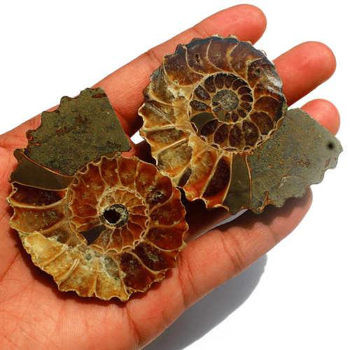 2 Pcs Natural Ammonite Fossil Conch Matching Pair Reiki Mineral Specimen~ 142.3g - Picture 3 of 15