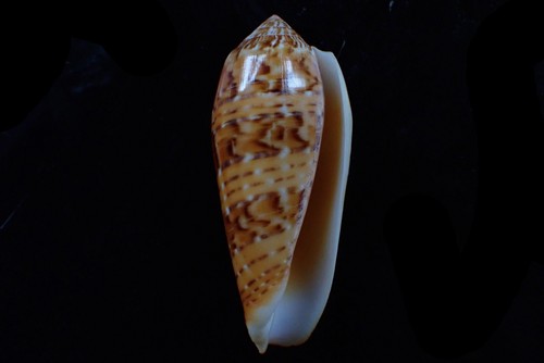 sea shells -conus dusaveli big and nice color 83-m.m. f+++ - Picture 3 of 3