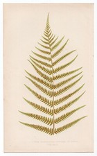 1860 Edward Lowe Fern Antique Botanical Print - Cyathea Medullaris