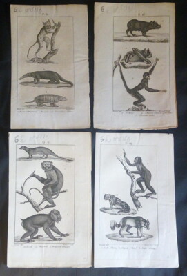 4 Gravuren: Mongoose Ägyptischer, Mandrill, Jocko, Tarsier der Daubenton