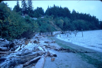 9/21/1959  Logs On Beach Langley Washington Kodachrome Transparency Slide