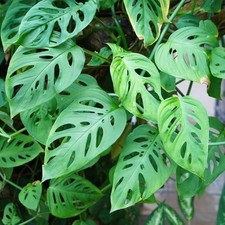 Swiss Cheese Monstera Adansonii Plants 4 to 6 inch Tall Tropical Live Plant